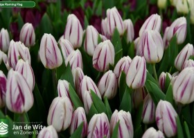 Tulipa Flaming Flag ® (3)